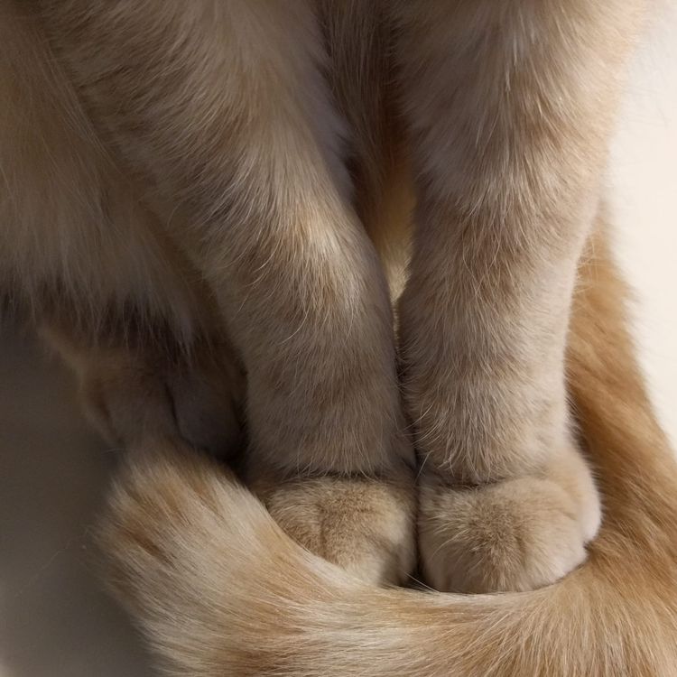 March comes on little cat feet