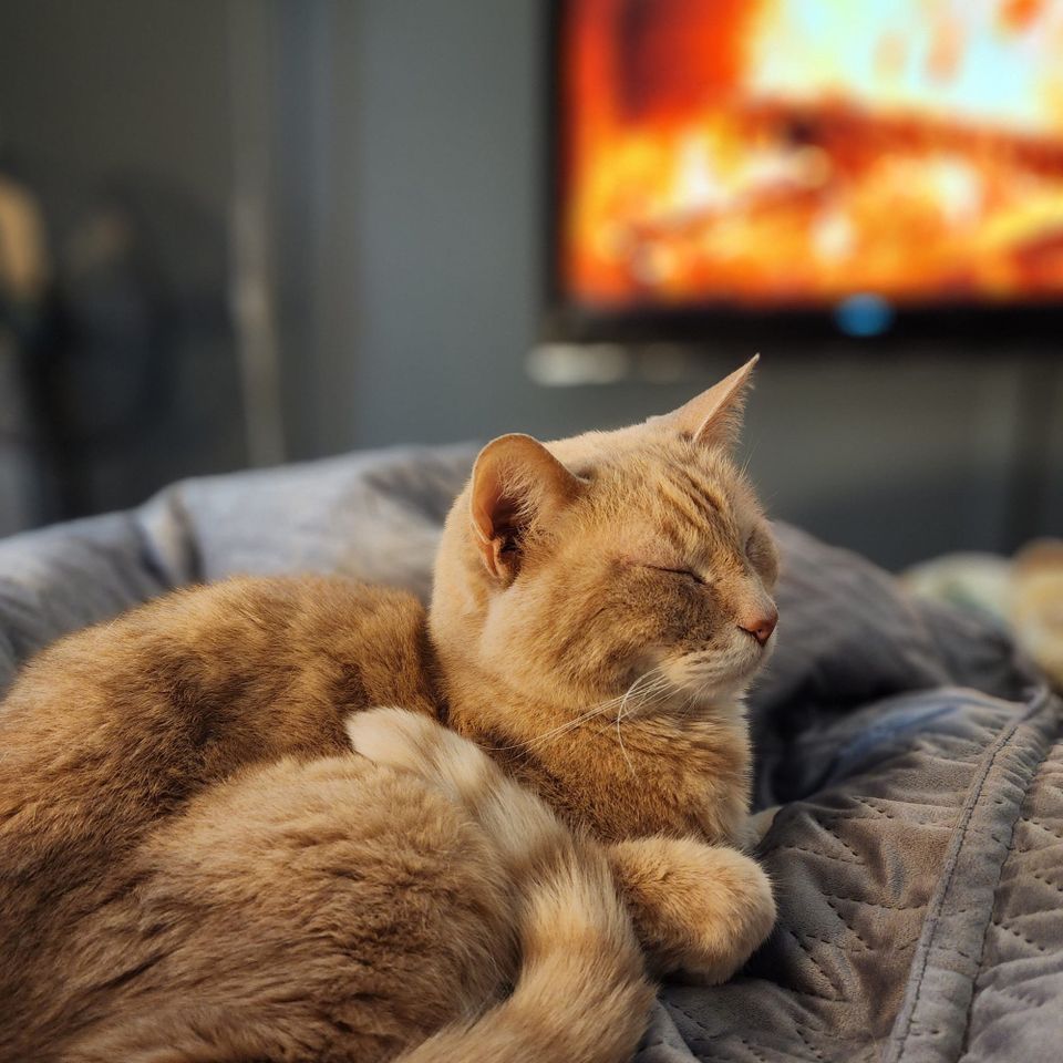A sleeping orange cat -- super handsome -- sleeps on a cozy bed. In the background, a fireplace glows on the TV screen.