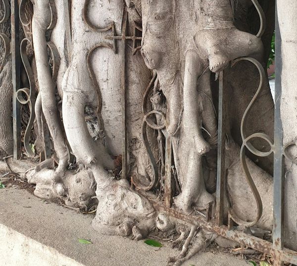 Coming to Terms with Constraint (Yù)