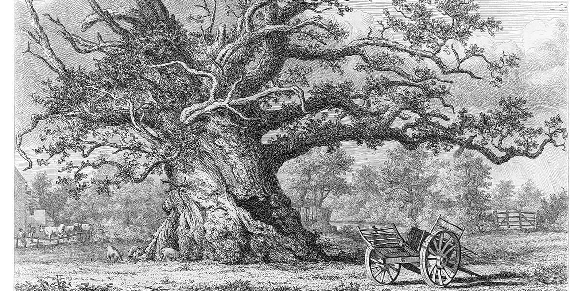 A massive gnarled oak stands over a farm like an ancient monument. Illustrated in woodcut.