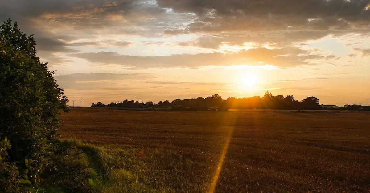 solnedgång över ett fält i Sverige