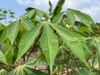 Everything you need to know about biobased barrier paper coatings
