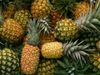 pineapple-04.05