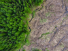 PE_Deforestation (2)