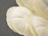 Pearl_050719.jpg
