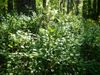A wild blueberry shrub growing in the woods. It is sunlit from the front, the trees behind it partially shadowed.