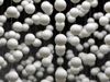 shutterstock_expanded polystyrene.jpg