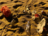 PE_OCEANA_Coca-Cola