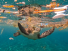 PE_Turtle_in_Plastic