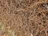 PE_Straw