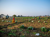 PE_India_Agriculture