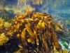 seaweed