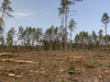 PE_Deforestation