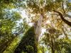 trees