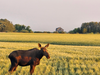 PE_Prairie