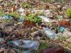 PE_Bottles_in_Environment