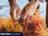 pe_seaweed_farming_594663-(1)