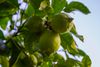 Improving packaging sustainability through the valorization of agricultural and food industry by-products: New compostable…
