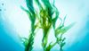 seaweed250221.jpg