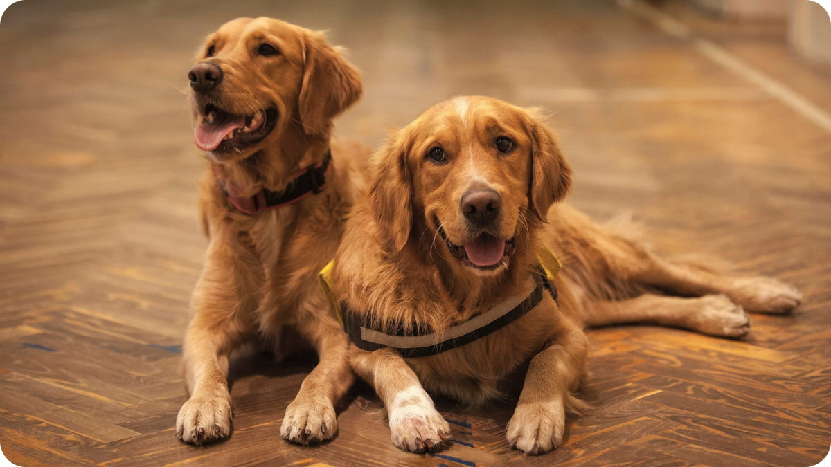 Guide Dogs Australia