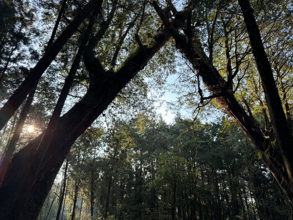 Staying in touch with the trees to keep up with the times