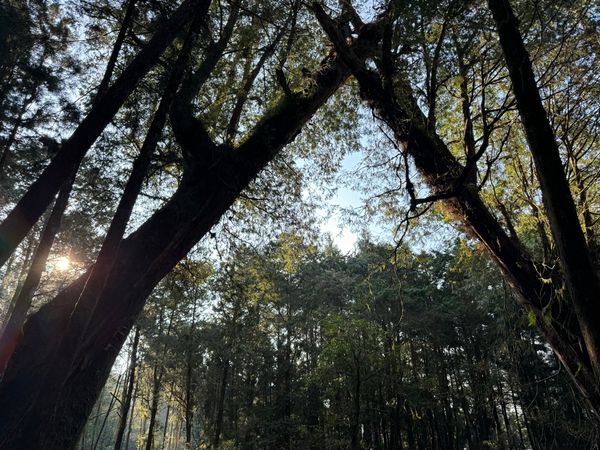 Staying in touch with the trees to keep up with the times
