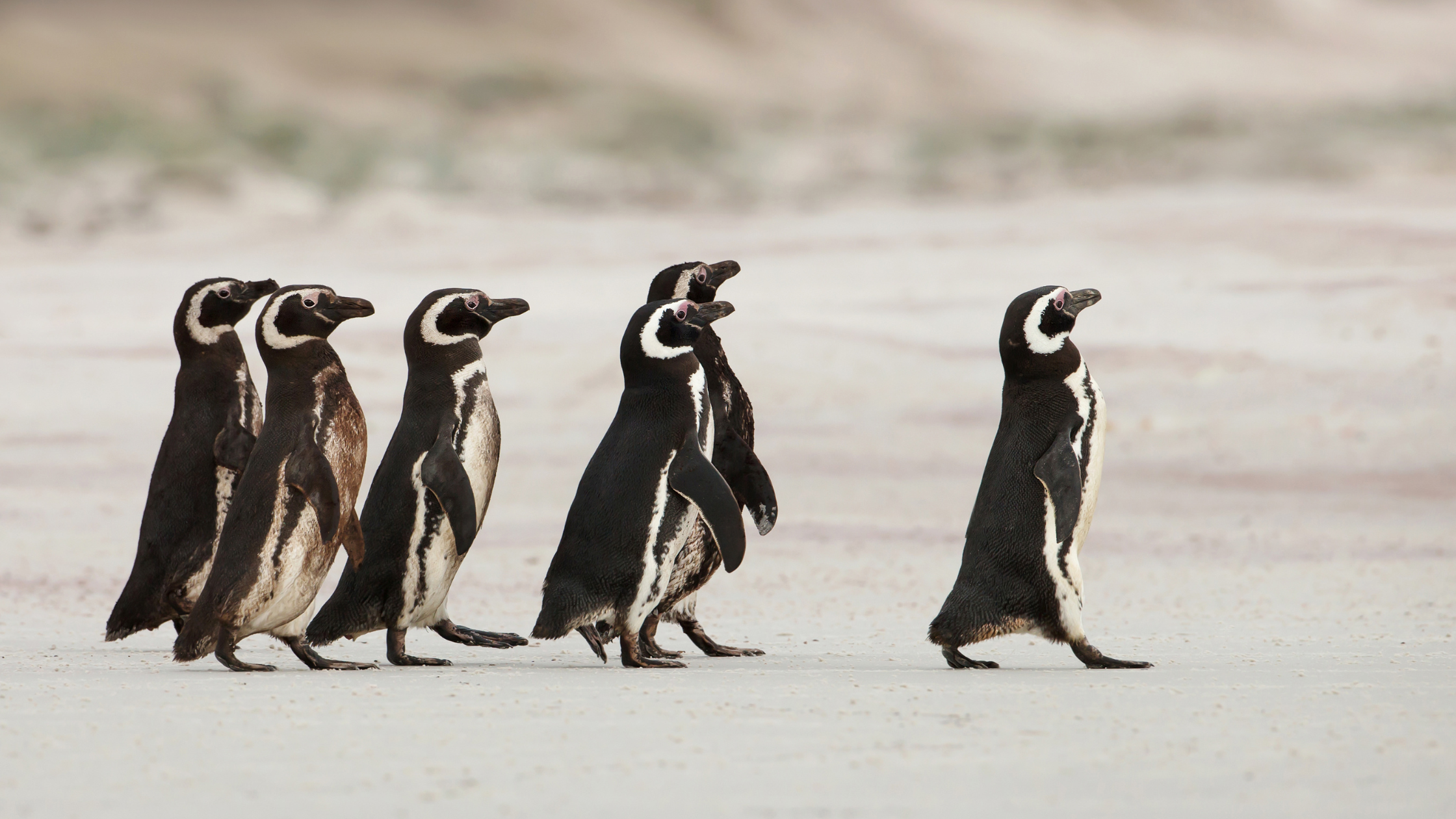 5 Ways To  Master Being A  Leader In The Work Place?