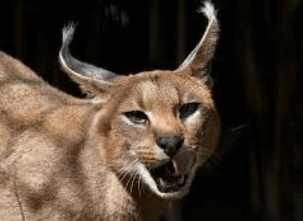 Caracal Cat Hissing