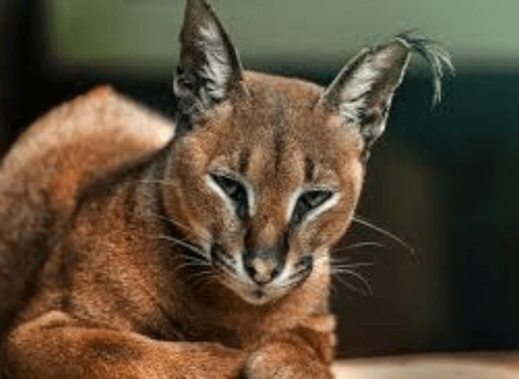Resting Caracal Cat