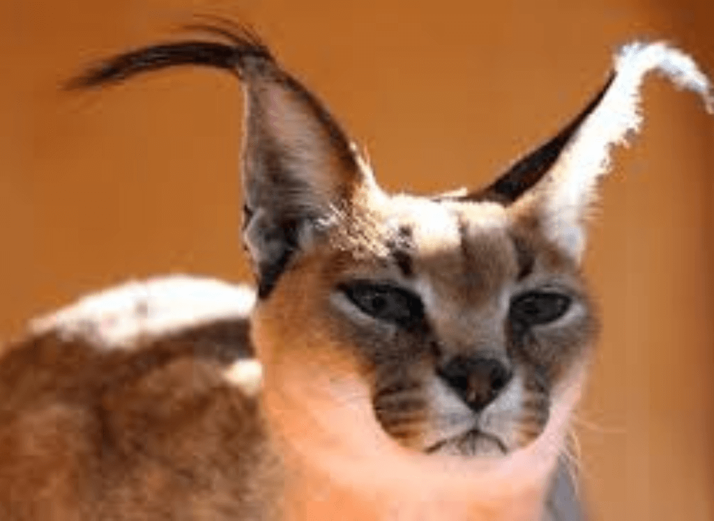 Wild Caracal Cat