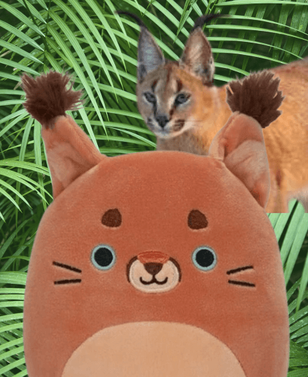Squishmallow and Wild Caracal Cat