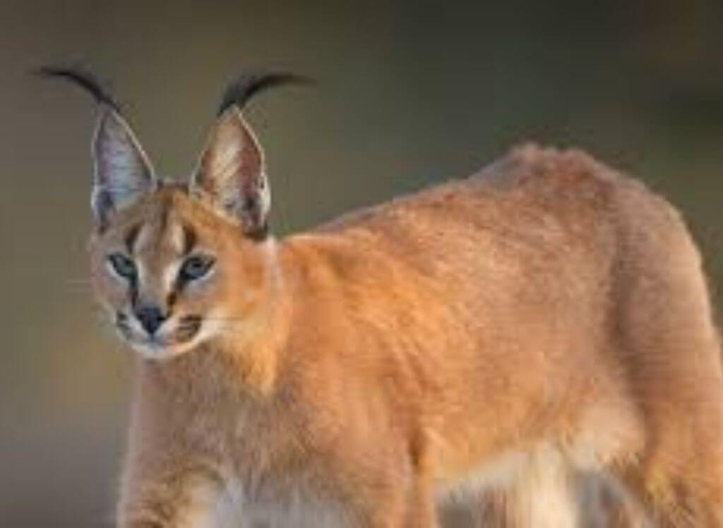 Caracal Cat