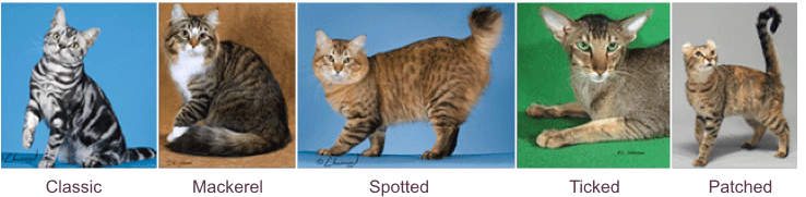 types of tabby cat colors and patterns.
