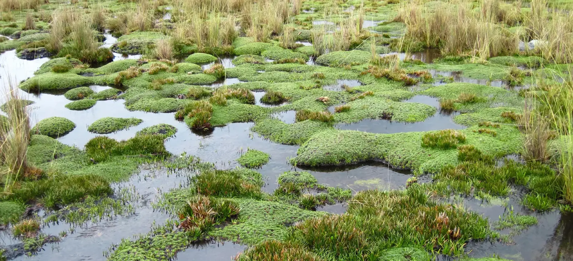 Bild einer Moorlandschaft