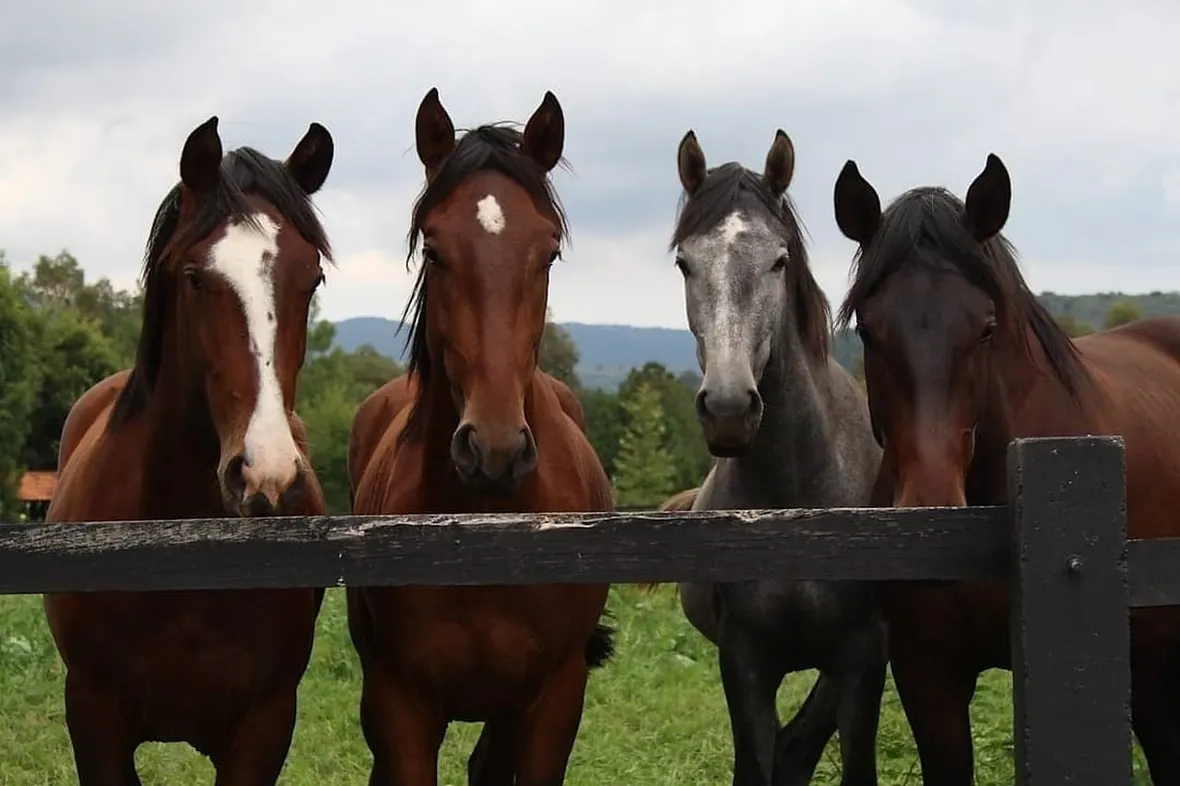 A UK horse changing hands, buying or selling requires the passport, bill of sale, and ideally a vetting certificate.