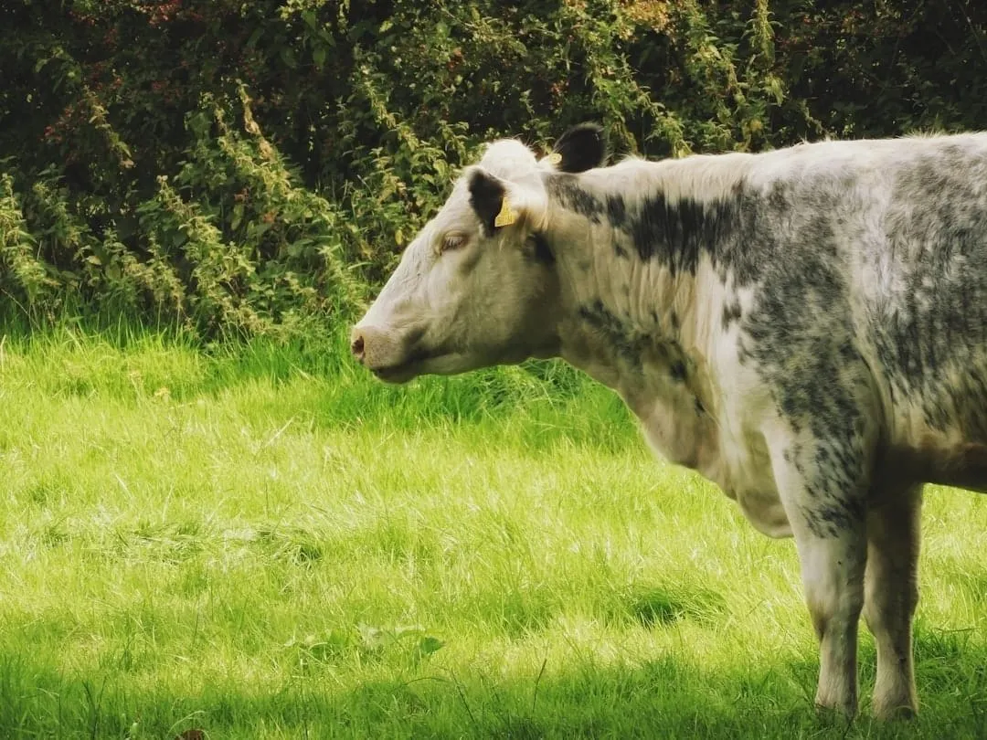 UK cattle in a field — every bovine animal must have a cattle passport registered with BCMS.