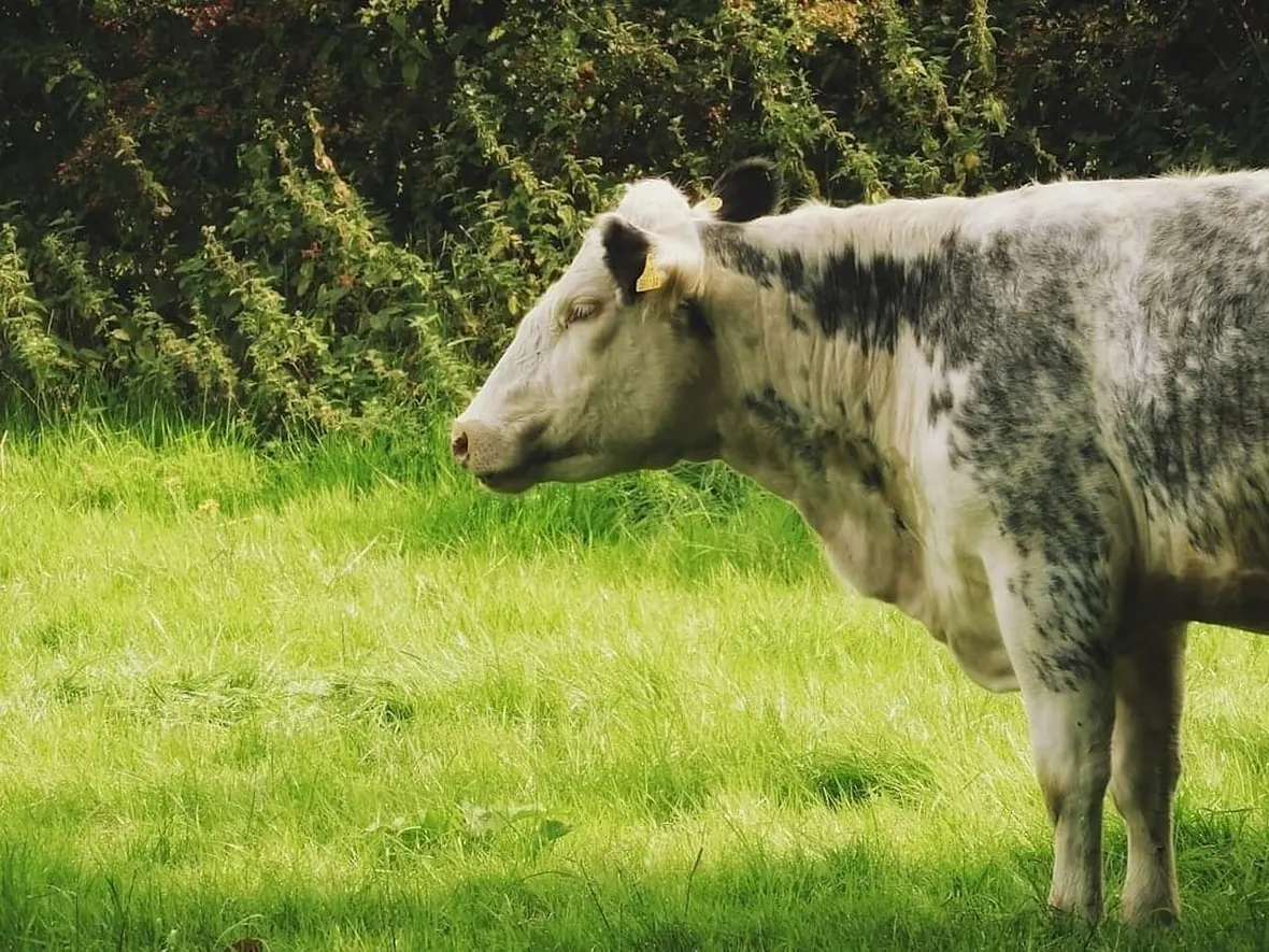 UK cattle in a field, every bovine animal must have a cattle passport registered with BCMS.