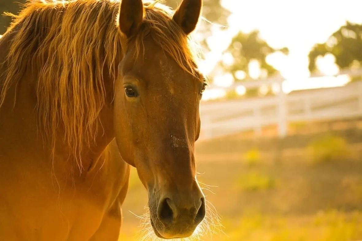 A UK horse being checked by a vet, microchipping is a legal requirement for all equines, linking the animal to its passport.