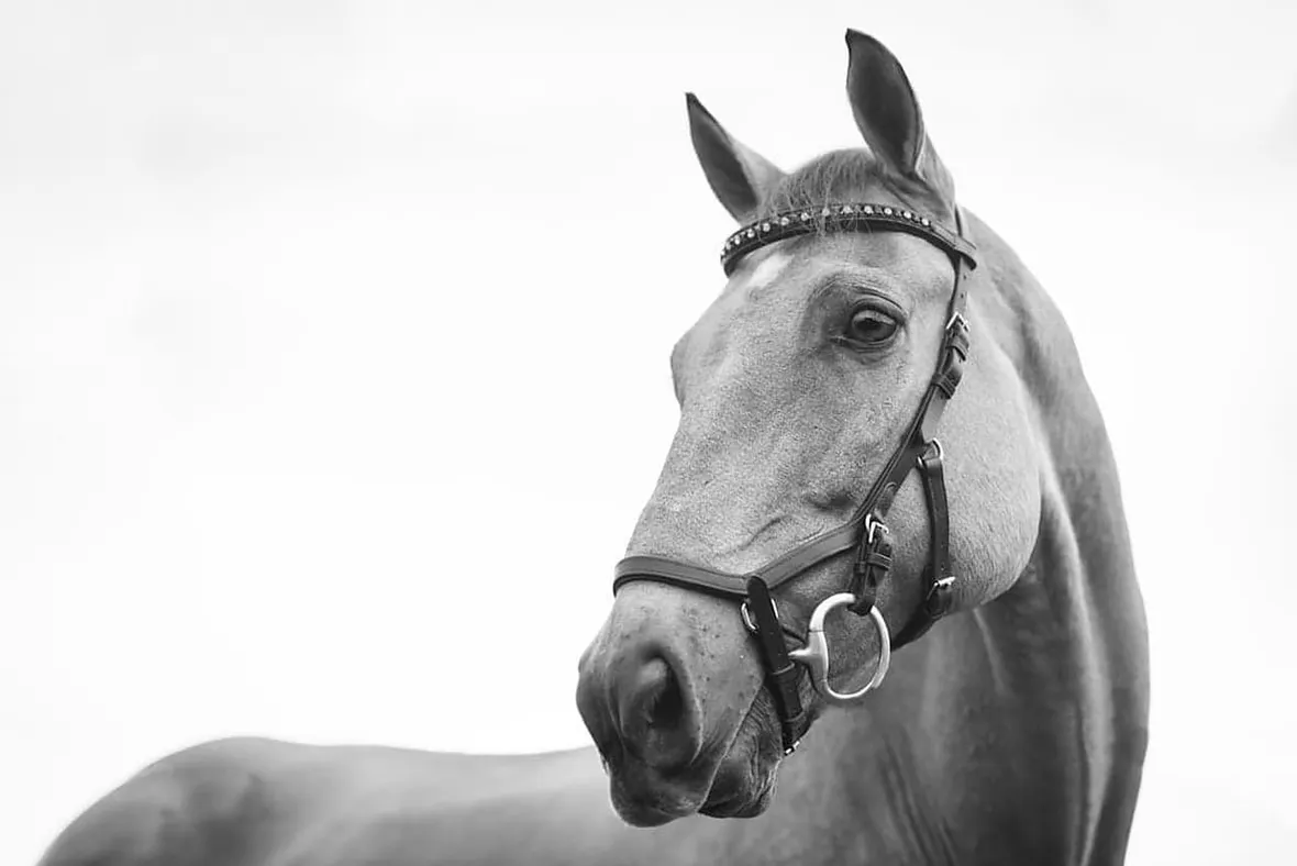 A UK horse owner with paperwork, a lost horse passport must be replaced with a duplicate from the issuing organisation.