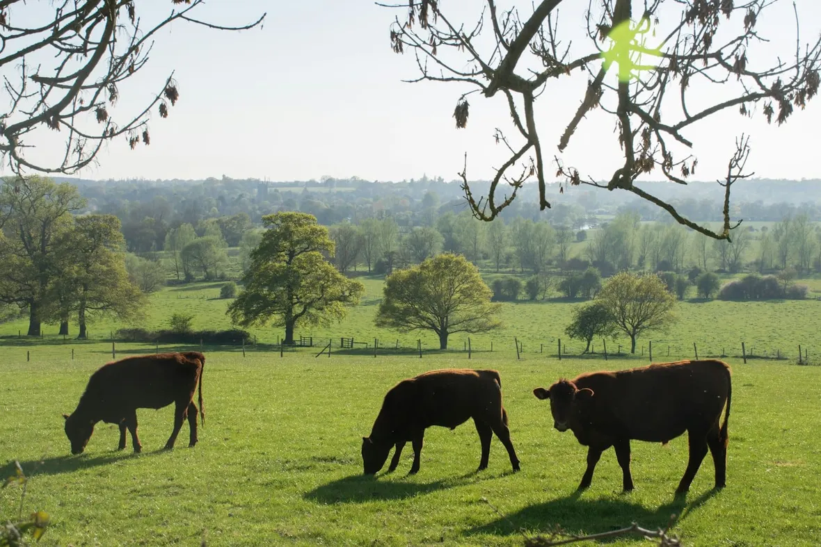 Red Tractor Is Rewriting Its Standards: What the 2026 Consultations Mean for Farm Records