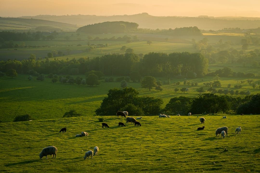 UK livestock being moved — every farm animal movement must be recorded and reported under UK traceability rules.