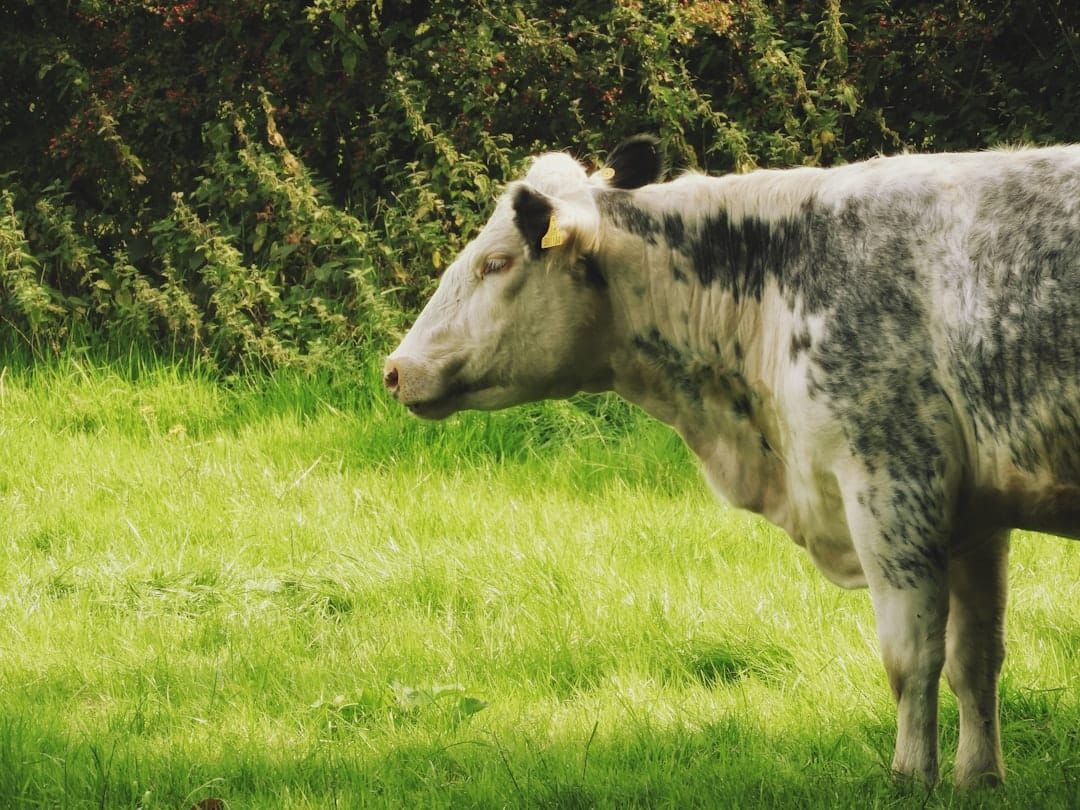 UK cattle in a field — every bovine animal must have a cattle passport registered with BCMS.