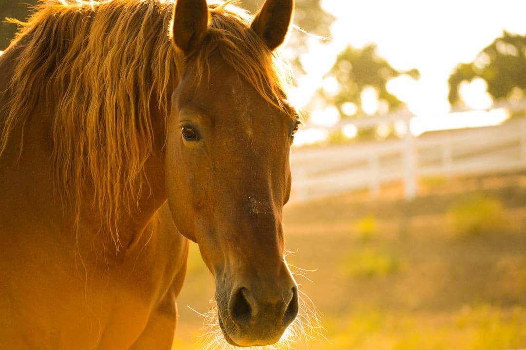 A UK horse being checked by a vet — microchipping is a legal requirement for all equines, linking the animal to its passport.