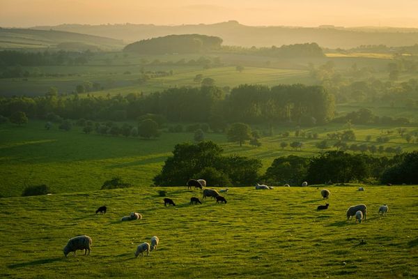 UK livestock being moved — every farm animal movement must be recorded and reported under UK traceability rules.