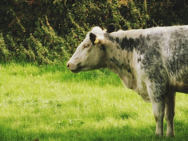 UK cattle in a field — every bovine animal must have a cattle passport registered with BCMS.