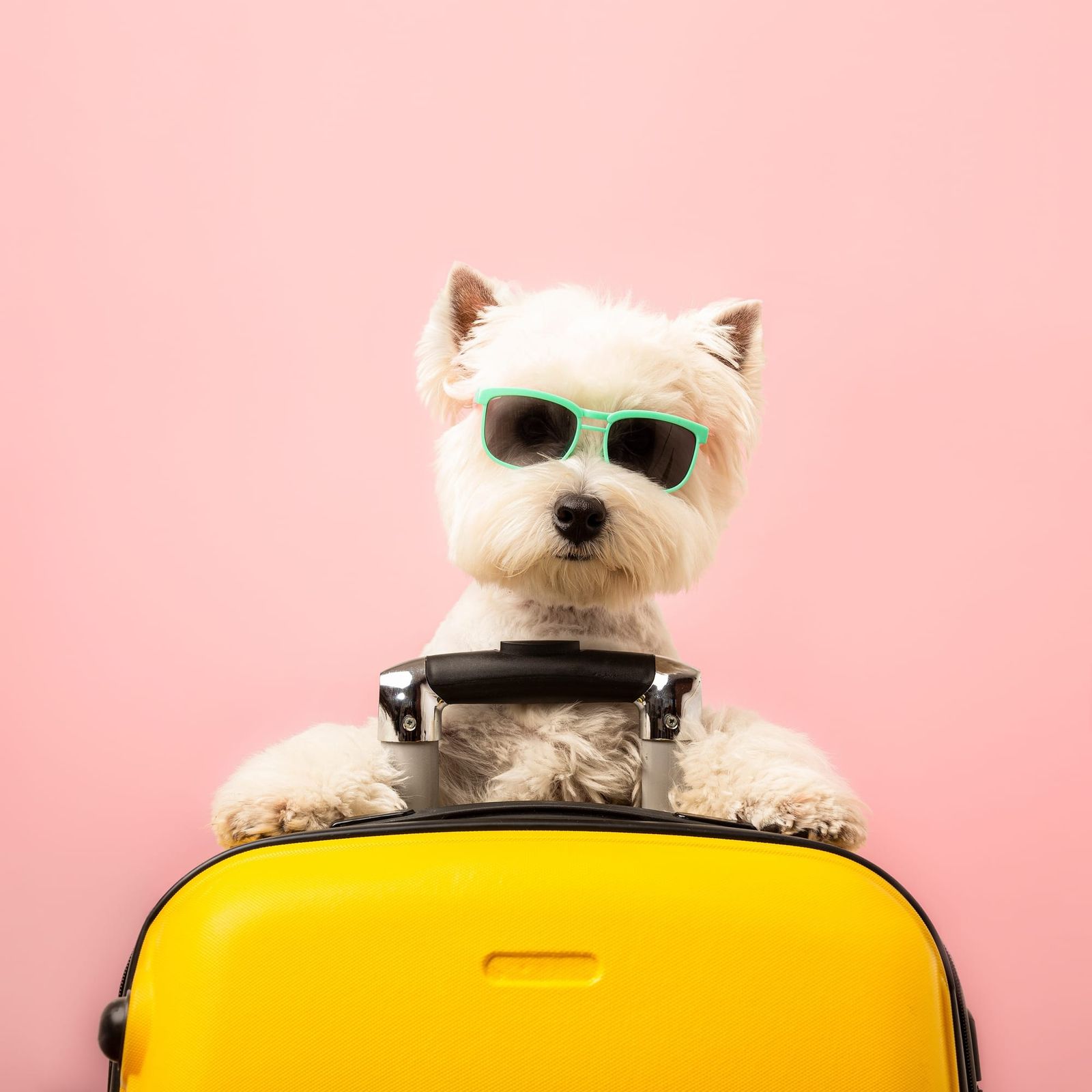 가족이니까, 나도 갈래