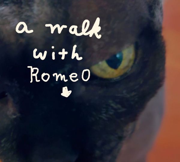 A walk with Romeo