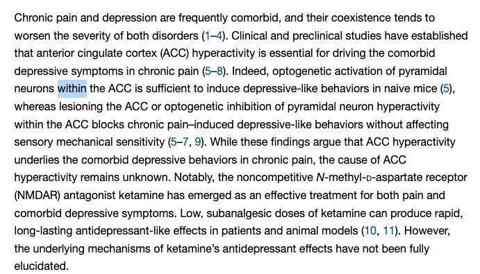 TIAM1-mediated synaptic plasticity underlies comorbid depression–like and ketamine antidepressant–like actions in chronic pain (Ru, et al, 2023)