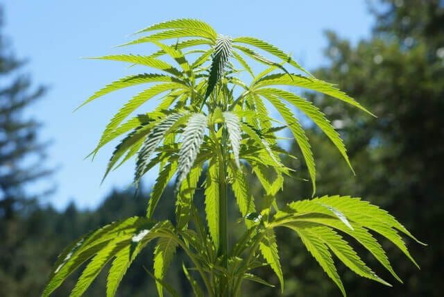 How to Grow Cannabis Outdoors: Featured Guide from Homegrown Cannabis Co.