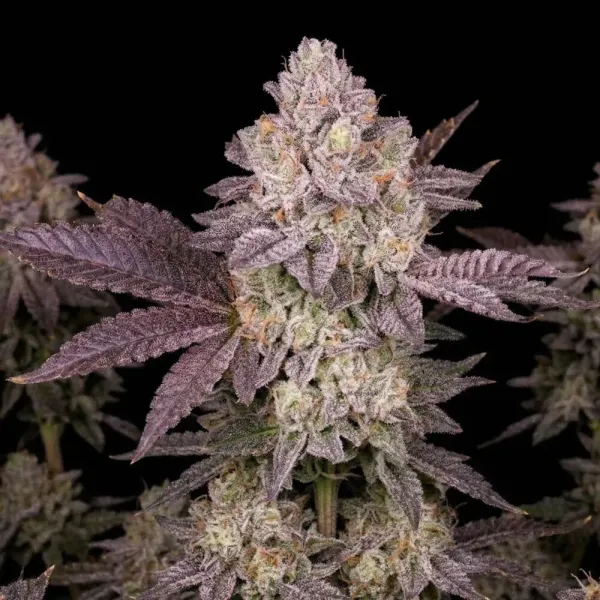 Moonbow Autoflower Review — Candy-Coated Indica With Serious Potency